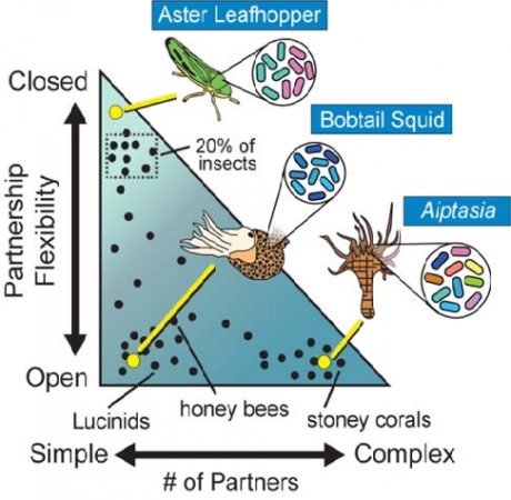 The INSITE team possess a foundational understanding of microbial symbiosis in selected systems — bobtail squid, plant-feeding leafhoppers and Aiptasia, a model sea anemone.