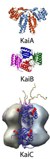 Three proteins of the cyanobacterial circadian clock that form a self-sustained circadian oscillator when combined with ATP, courtesy of Professor Andy LiWang.