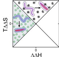 Thermodynamic breakdown of solute-mediated changes to protein stability, courtesy of Professor Shahar Sukenik.